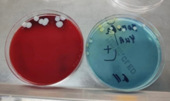 Рисунок 5_Б Рисунок 5_Б