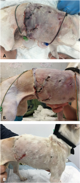 Фото 13 Фото 13