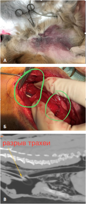 Фото 1 Фото 1