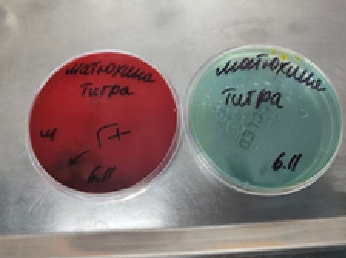 Рисунок 7_А Рисунок 7_А